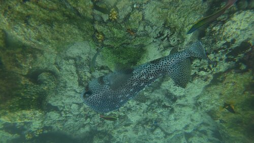 Chilomycterus reticulatus observed 2026-10-18