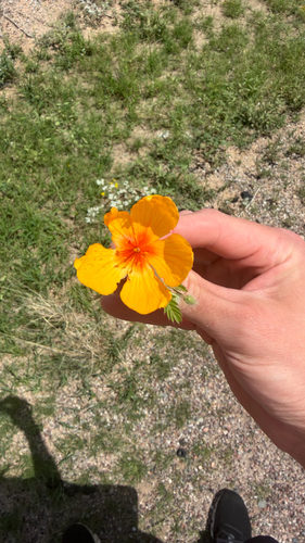Arizona poppy