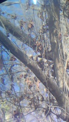 Uropsila leucogastra