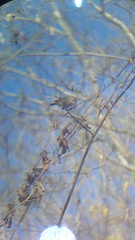 Uropsila leucogastra