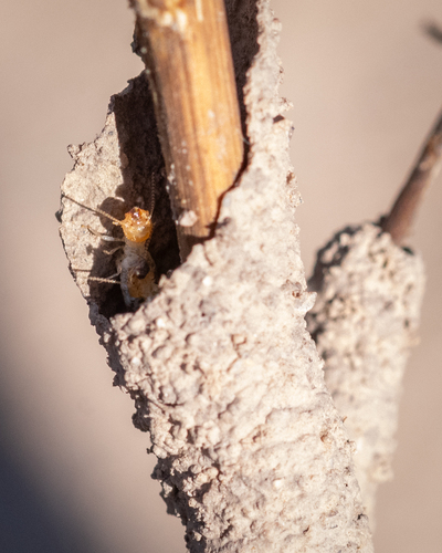Long-jawed Desert Termites