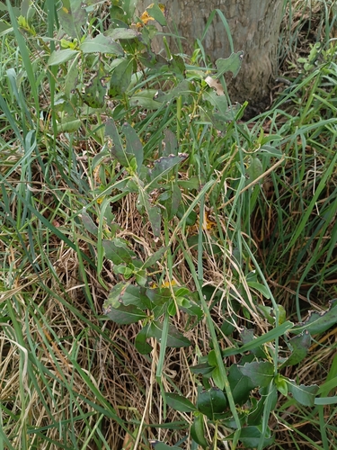 Coprosma robusta observed 2026-10-26
