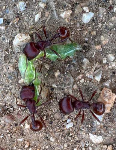 Pogonomyrmex barbatus