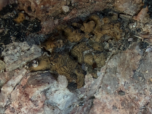 Brown Stipplescale Lichen