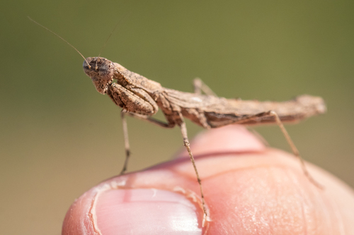 American Ground Mantises