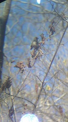 Uropsila leucogastra