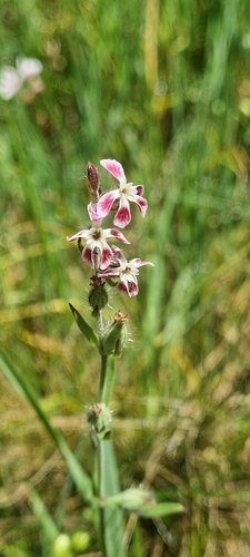 Silene gallica observed 2026-10-26