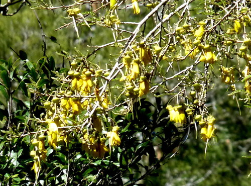 Sophora microphylla observed 2026-10-22