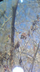 Uropsila leucogastra