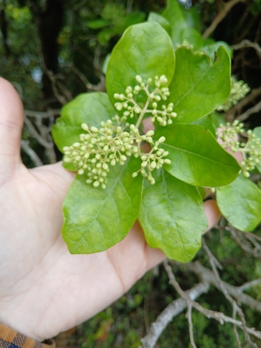 Pennantia corymbosa observed 2026-10-26