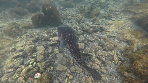 Chilomycterus reticulatus observed 2026-10-19