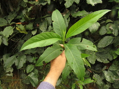 Ageratina popayanensis