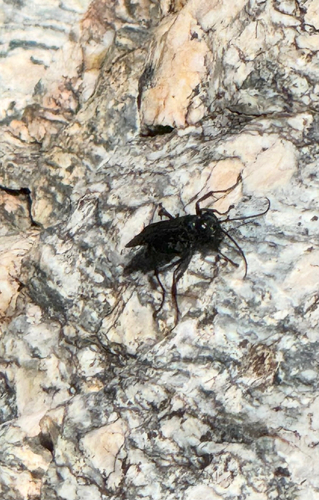 New World Tarantula-hawk Wasps