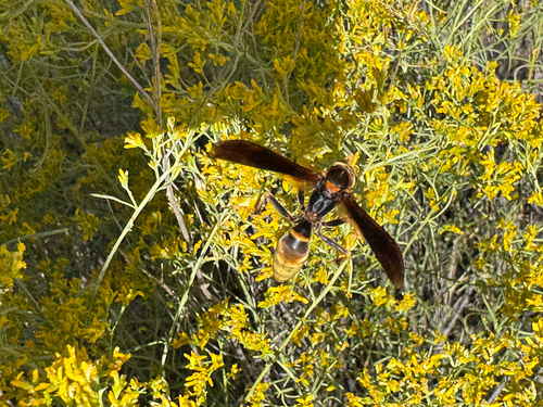 Comanche Paper Wasp