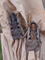 Parabagrotis formalis