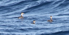 Podiceps nigricollis