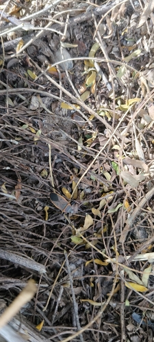 California Bordered Plant Bug