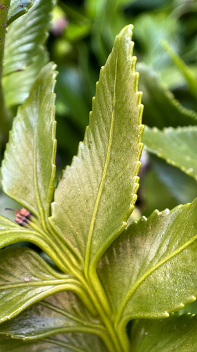 Asplenium obtusatum observed 2026-10-25