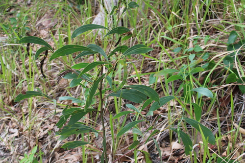 Acacia falcata observed 2026-10-26