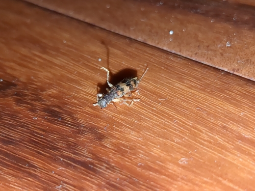 Cymatodera undulata