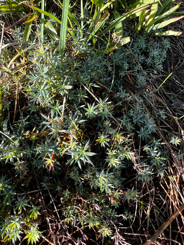 Styphelia humifusa observed 2026-10-26