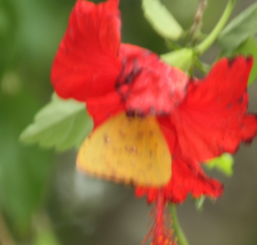 Mariposa Azufre Sin Nubes Común