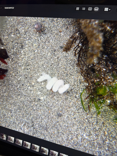 Rictaxis punctocaelatus observed 2026-10-25