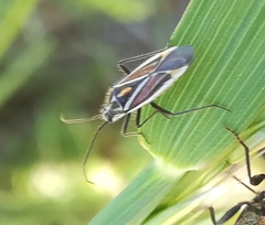 Horistus orientalis