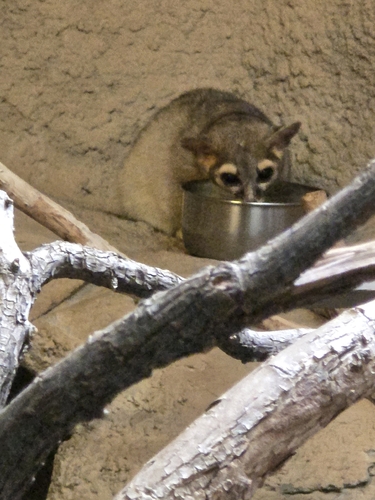 Eastern Ringtail