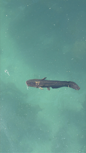 Plotosus observed 2026-10-26