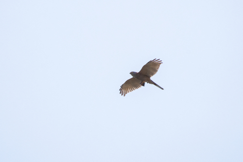 Accipiter fasciatus observed 2026-10-26