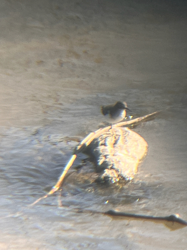 Spotted Sandpiper