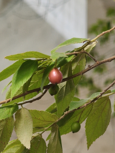 Muntingia calabura observed 2026-10-26