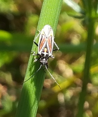 Horistus orientalis