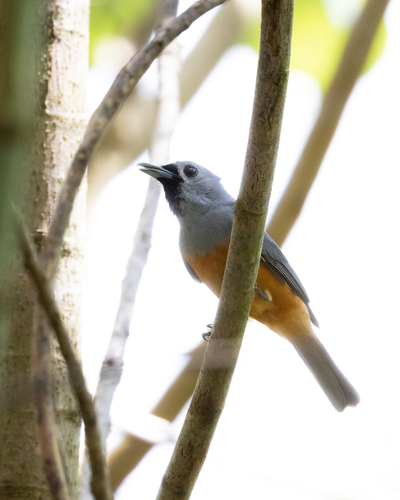 Monarcha melanopsis, 2026-10-26