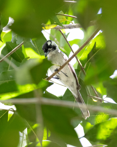 Carterornis leucotis, 2026-10-26