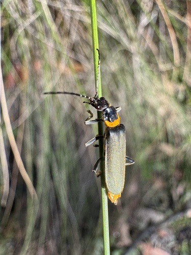 Chauliognathus observed 2026-10-26
