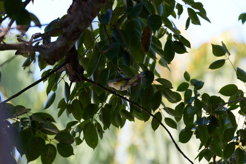 Vireo Ojos Blancos