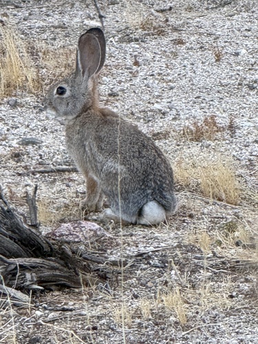 Desert Cottontail