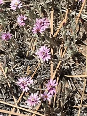 Lessingia tenuis