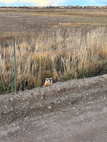 American Badger