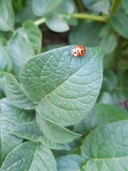 Harmonia axyridis