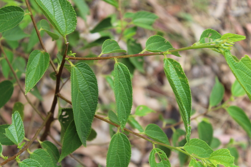 Trema tomentosum observed 2026-10-26