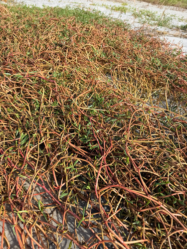 Sesuvium portulacastrum observed 2026-10-25