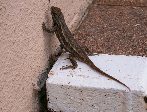 Southwestern Fence Lizard