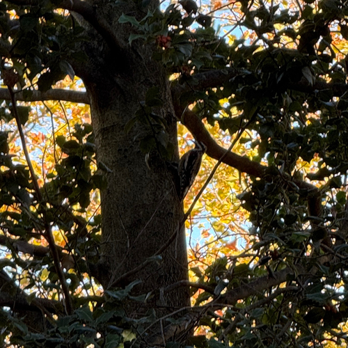 Yellow-bellied Sapsucker