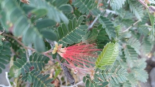 Calliandra californica observed 2026-10-25