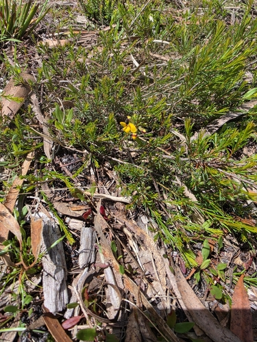 Dillwynia glaberrima observed 2026-10-26