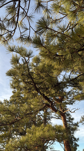 Pinus ponderosa, 2026-10-24