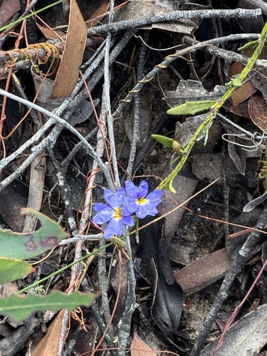 Dampiera stricta observed 2026-10-26
